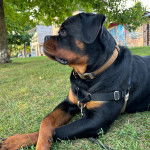 Un Miniature Rottweiler allongé sur un terrain herbeux, portant un harnais et semblant détendu 