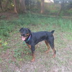 Un Miniature Rottweiler sur un terrain herbeux, tirant la langue et portant un collier autour du cou 