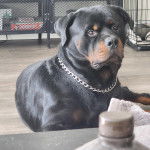 Un Miniature Rottweiler allongé sur un plancher et portant un collier autour du cou