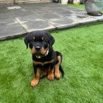 Un chiot Miniature Rottweiler assis sur une surface gazonnée et portant un collier autour du cou 