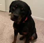 Un Miniature Rottweiler assis sur une moquette et portant un collier autour du cou 