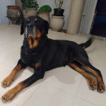 Un Miniature Rottweiler allongé sur un sol carrelé et portant un collier autour du cou