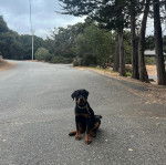 Un Miniature Rottweiler assis sur une route bitumée et qui est tenu en laisse 