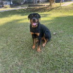 Un Miniature Rottweiler assis sur un terrain gazonné, tirant la langue et regardant vers la caméra 