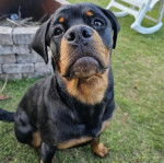 Un Miniature Rottweiler assis sur une surface gazonnée 