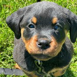 Un Miniature Rottweiler assis sur un terrain herbeux et qui est tenu en laisse 