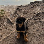 Un Miniature Rottweiler assis sur une surface sableuse et qui semble détendu