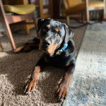 Un Miniature Rottweiler allongé sur une moquette et portant un collier autour du cou 