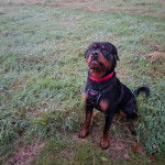 Un Miniature Rottweiler assis sur un terrain herbeux et portant un harnais