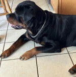 Photo Miniature Rottweiler