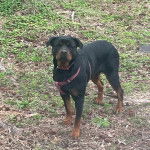 Un Miniature Rottweiler sur un terrain herbeux portant un harnais et regardant vers la caméra 