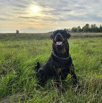 Un Miniature Rottweiler assis sur un terrain herbeux, tirant la langue et portant un collier autour du cou