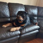 Un Miniature Rottweiler allongé sur un canapé et semblant détendu 