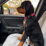 Un Miniature Rottweiler assis sur le siège d'une voiture et qui est tenu en laisse 
