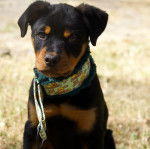 Un Miniature Rottweiler assis sur un terrain herbeux et portant un collier autour du cou