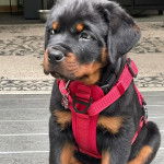 Un Miniature Rottweiler assis sur un plancher et portant un harnais 