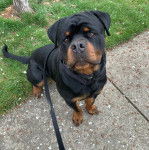 Un Miniature Rottweiler assis sur une surface en béton et qui est tenu en laisse 