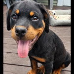 Un Miniature Rottweiler assis sur u  plancher et ayant la langue pendante 