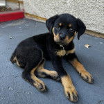 Un chiot Miniature Rottweiler allongé sur une moquette et portant un collier autour du cou 