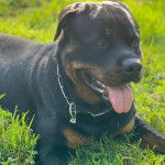 Un Miniature Rottweiler allongé sur un terrain herbeux, tirant la langue et portant un collier autour du cou 