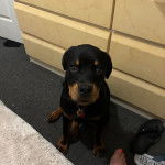 Un Miniature Rottweiler assis sur une moquette et portant un collier autour du cou 