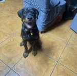 Un Miniature Rottweiler assis sur un sol carrelé, ayant la gueule ouverte et portant un collier autour du cou