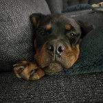 Un Miniature Rottweiler allongé sur un canapé et regardant la caméra 