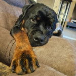 Un Miniature Rottweiler allongé sur un canapé et regardant vers la caméra 