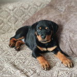 Un chiot Miniature Rottweiler allongé sur un canapé et qui semble détendu