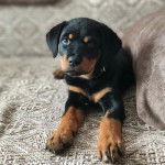 Un Miniature Rottweiler allongé sur un canapé, regardant vers la caméra et portant un collier autour du cou