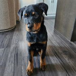 Un Miniature Rottweiler assis sur un plancher 