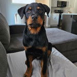 Un Miniature Rottweiler assis sur un canapé et regardant vers la caméra 