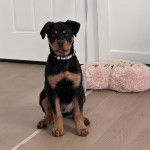 Un Miniature Rottweiler assis sur un plancher et portant un collier autour du cou 