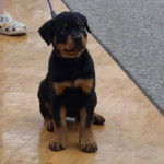 Un chiot Miniature Rottweiler assis sur un plancher et qui est tenu en laisse
