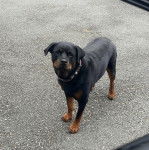 Un Miniature Rottweiler sur une surface bitumée et portant un collier autour du cou 