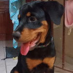 Un chiot Miniature Rottweiler assis sur un sol carrelé et tirant la langue 