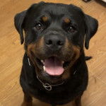 Un Miniature Rottweiler assis sur un plancher et portant un collier autour du cou 