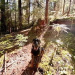 Un Miniature Rottweiler assis dans une forêt et ayant la gueule légèrement ouverte 