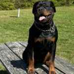 Un Miniature Rottweiler assis sur une table en bois et portant un collier autour du cou 