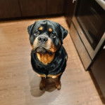 Un Miniature Rottweiler sur un plancher et qui semble détendu 