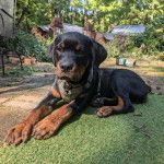 Un Miniature Rottweiler allongé et portant un collier autour du cou