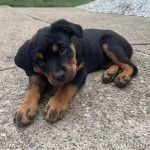 Un chiot Miniature Rottweiler allongé sur une surface en béton et regardant vers la caméra 