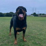 Un Miniature Rottweiler sur un terrain herbeux et ayant la langue pendante 