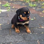 Un chiot Miniature Rottweiler assis sur un sol pavé et portant un collier autoyr du cou 