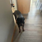 Un Miniature Rottweiler sur un plancher et regardant vers la caméra 