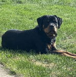 Un Miniature Rottweiler allongé sur un terrain herbeux et qui est tenu en laisse 
