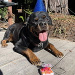 Un Miniature Rottweiler allongé sur un plancher, tirant la langue et portant un collier autour du cou 