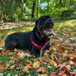 Un Miniature Rottweiler allongé sur un sol jonchés de feuilles mortes, ayant la langue pendante et qui est tenu en laisse 