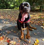 Un Miniature Rottweiler assis sur une surface bitumée, ayant la langue pendante et qui est tenu en laisse 