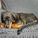 Photo Miniature Rottweiler